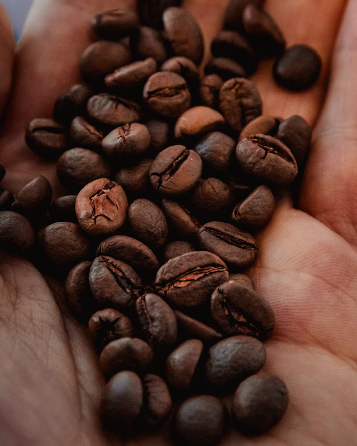 A detailed close-up of roasted Arabica coffee beans held in an open hand, showcasing their texture.